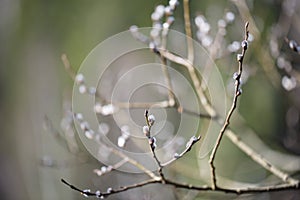 Branches from a willow