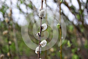 Branches of a willow with buds in the early spring, selective focus. Branches of willow with earrings. Spring background. Spring