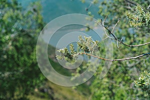 Branches with willow leaves close-up. Spring time concept