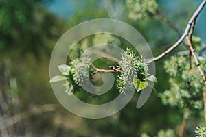Branches with willow leaves close-up. Spring time concept