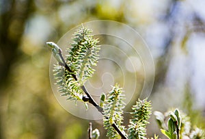 Branches of willow (Salix caprea) with buds open in spring.