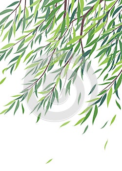 Branches of Willow Tree with Green Leaves