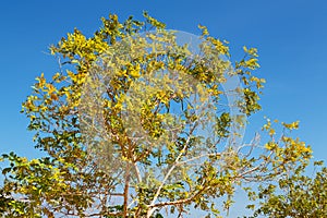 branches of willow weeping