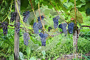 Branches of wine grapes growing in field