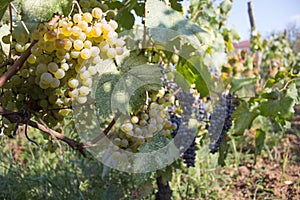 Branches of wine grapes growing in Georgian fields. Close up view of fresh wine grape in Georgia. Vineyard view with big grape gr