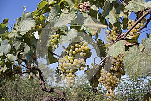 Branches of wine grapes growing in Georgian fields. Close up view of fresh wine grape in Georgia. Vineyard view with big grape gr