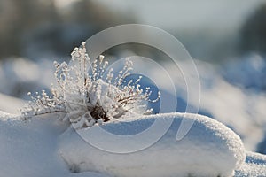 Branches of a winter bush covered with frost moisture in cold weather winter