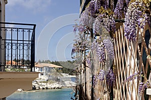 Branches of wisteria (Wisteria sinensis) against the backdrop of the sea