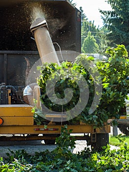 Branches in a Wood Chipper photo