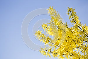 Branches of yellow flowering Forsythia.