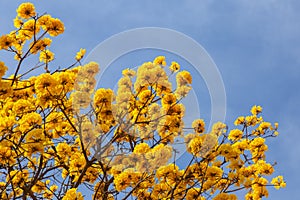 Branches of a yellow flowering ipe tree.