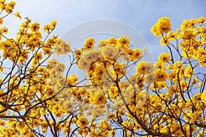 Branches of a yellow flowering ipe tree.