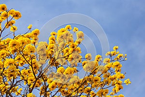 Branches of a yellow flowering ipe tree.