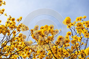 Branches of a yellow flowering ipe tree.
