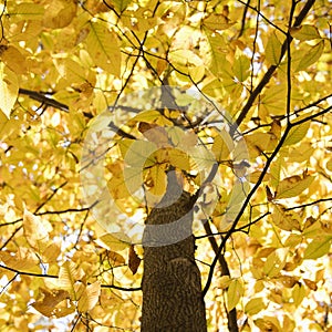 Branches of yellow foliage