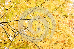 Branches with Yellow Leaves in the Fall