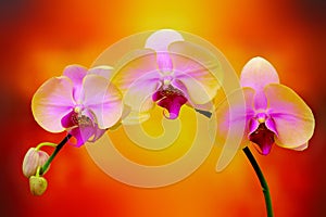 Yellow and pink phalaenopsis orchids on abstract gradient background photo