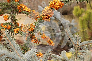 Branches with yellow pyracantha berries near fir tree