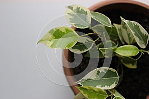Branches Of Young Ficus Plant In Flower Pot Isolated On White Closeup View