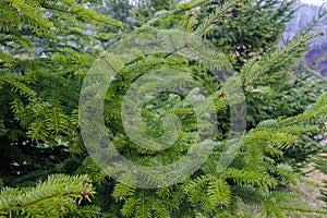 Branches of young fir against other trees in rainy weather