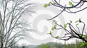 Branches with young foliage on a background of spring mountains