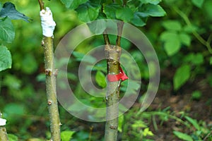 Branches of a young fruit apple tree in a garden. Live green cuttings at grafting apple tree