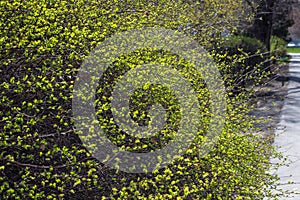 Branches with young leaves background. Springtime.