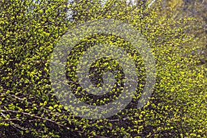 Branches with young leaves background. Springtime.