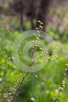 Branches with young leaves background. Springtime.
