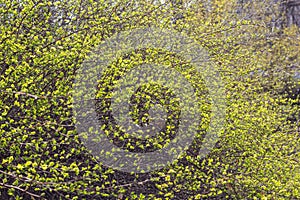 Branches with young leaves background. Springtime.