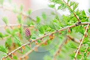 Branches with young needles European larch Larix decidua with pink flowe