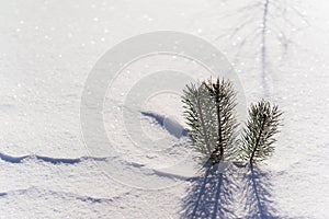 Branches of a young tree in the snow