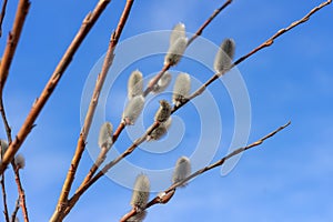 Branches with young willow inflorescences in spring morning