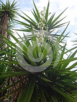 Branches of the yucca plant