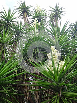 Branches of the yucca plant