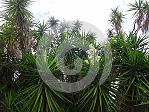 Branches of the yucca plant