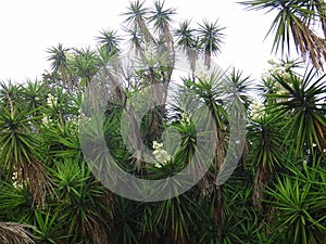 Branches of the yucca plant