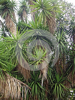 Branches of the yucca plant