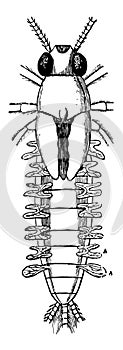 Branchiae or Gills of an Aquatic Larva vintage illustration