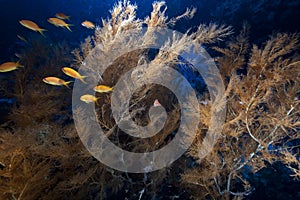Branching black coral and fish photo