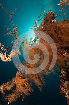 Branching black coral in the Red Sea. photo
