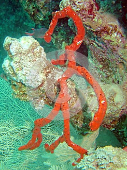 Branching coral