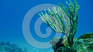 Branching Coral in the ocean photo