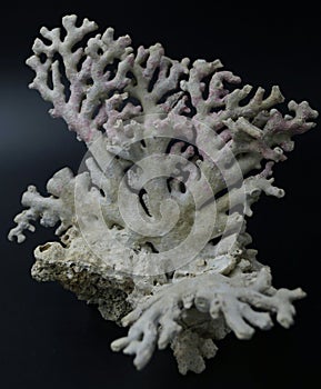 Branching Coral Skeleton