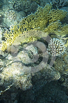 Branching corals at the bottom of the sea