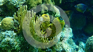Branching fire coral Millepora alcicornis and yellow tube sponge or dead man`s fingers sulphur sponge Aplysina fistularis undersea