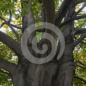 Branching of the old beech tree trunk