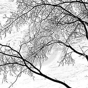 Branching out silhouetted agnaist the icy river