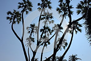 Branching Palm