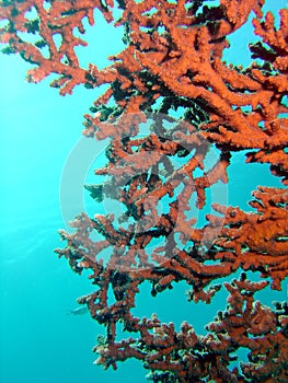 Branching Red Coral